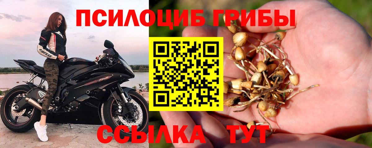 Галлюциногенные грибы Psilocybine cubensis Красноармейск